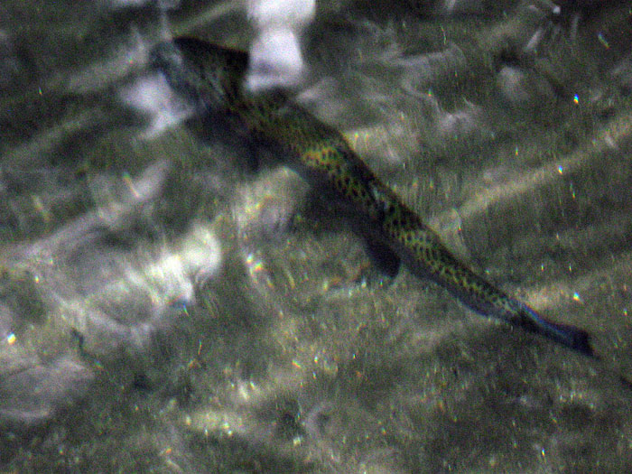 Fisch im See von Yuksom