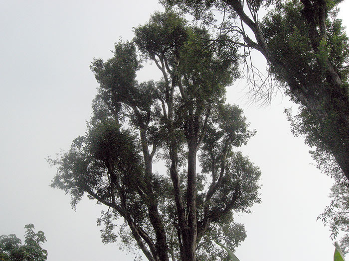 tree in kerala