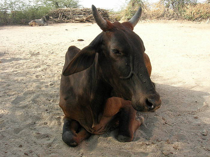 cow in Rajasth