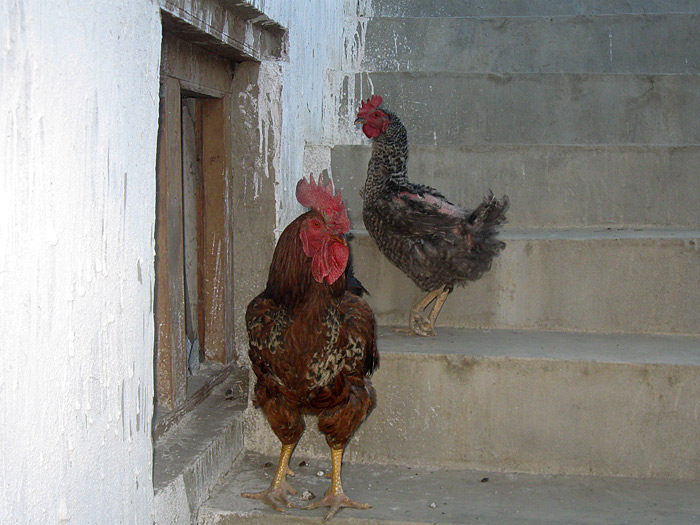 chicken in Zanskar