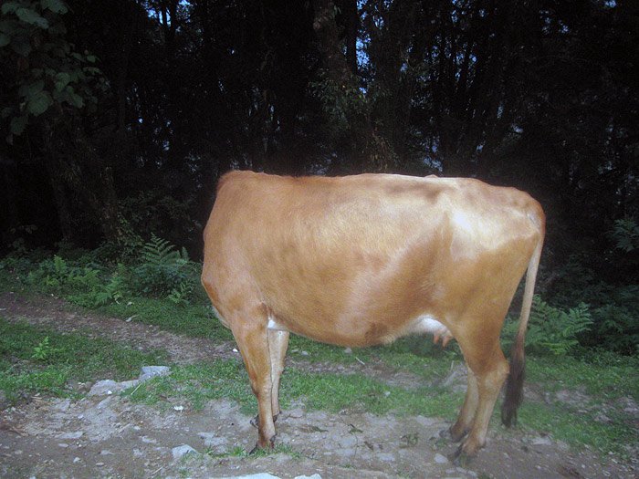 cow in Sikkim