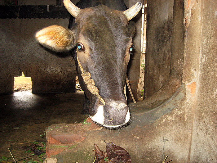 cow in Kerala