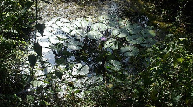 pond in Kerala
