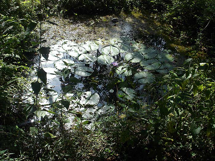 pond in Kerala