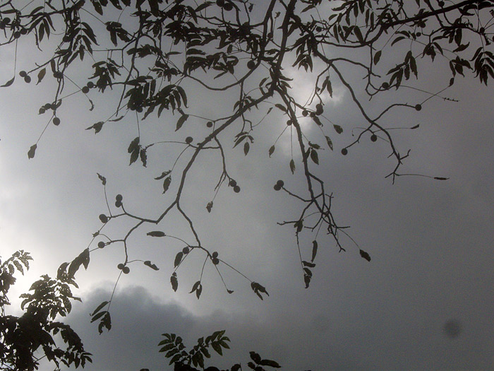 tree-branches in Sikkim