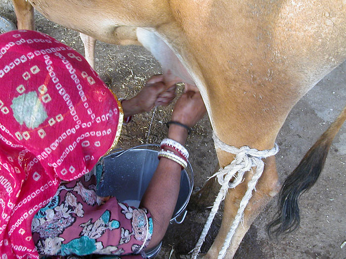 milking the cow in Rajasthan