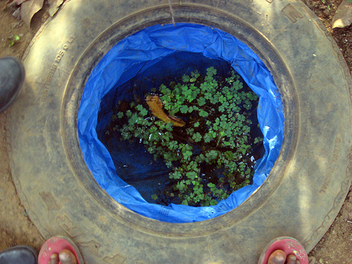 pond in a tyre in Kerala